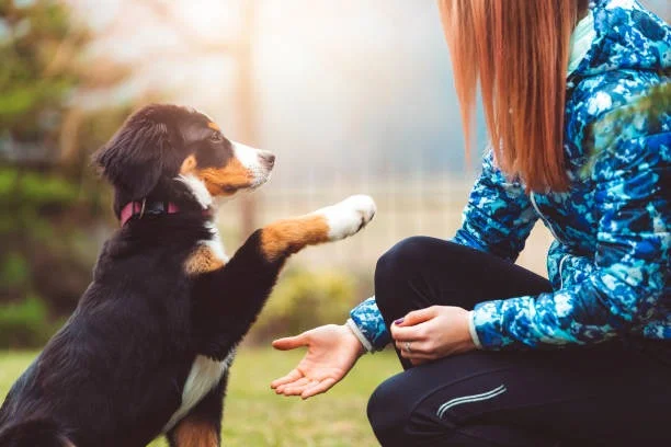Pet-Friendly